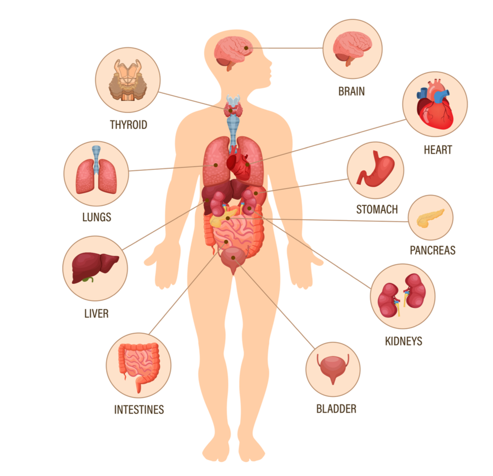 how-we-found-a-viable-treatment-for-covid-19-long-haulers-cognitive-fx